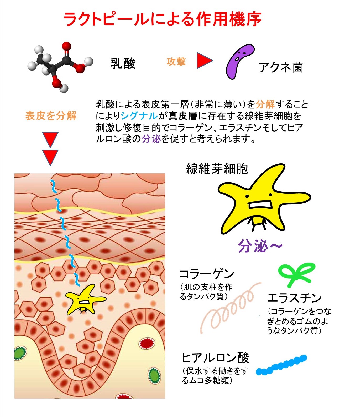 ラクトピール